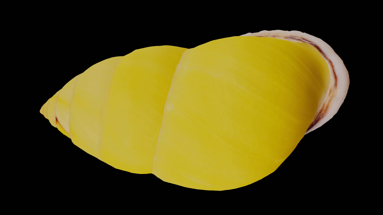 Amphidromus dohrni